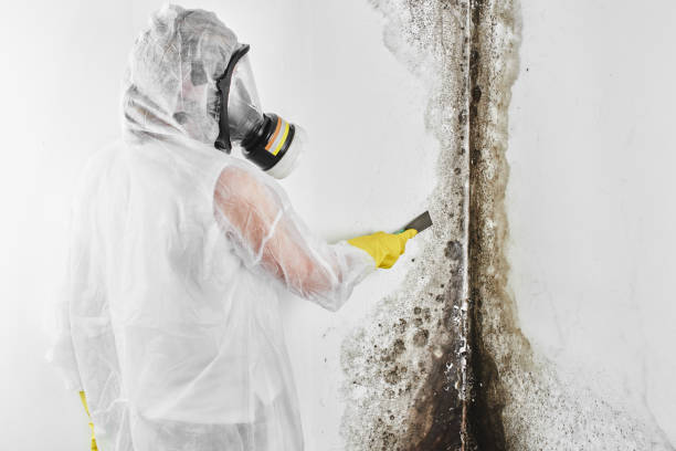 Best Office Mold Removal Services  in Enterprise, UT
