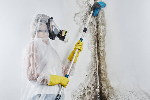 Best Toxic Mold Removal  in Enterprise, UT