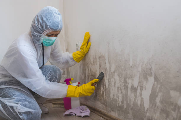 Best Emergency Mold Removal  in Enterprise, UT
