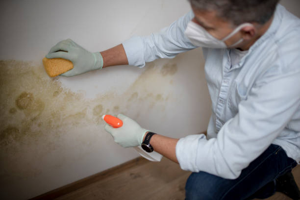 Best Attic Mold Removal  in Enterprise, UT