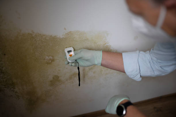Best Fast Mold Removal  in Enterprise, UT