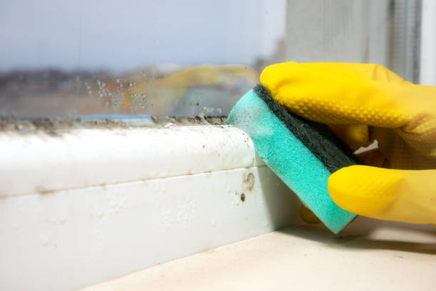 Best Black Mold Removal  in Enterprise, UT