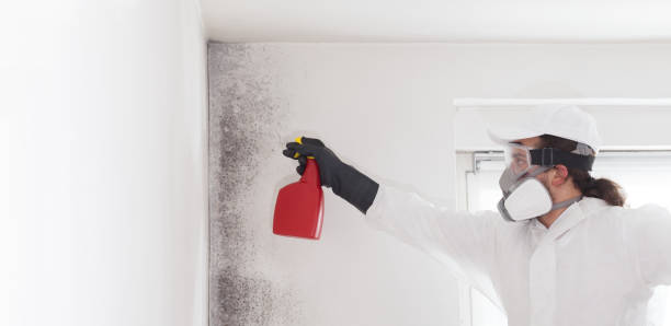 Best Certified Mold Removal  in Enterprise, UT