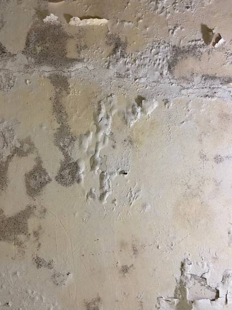 Crawl Space Mold Removal in Enterprise, UT