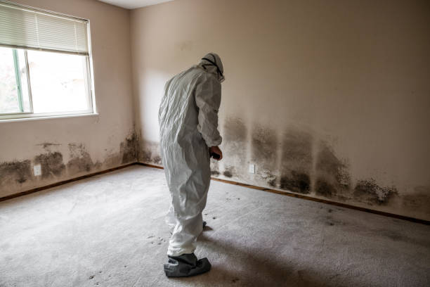 Best Mold Testing  in Enterprise, UT