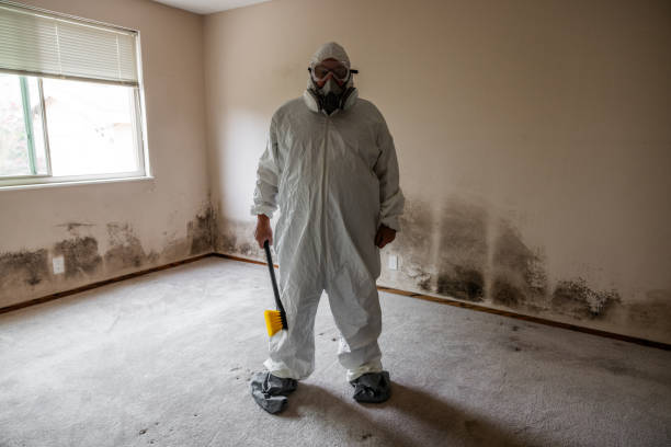Attic Mold Removal in Enterprise, UT