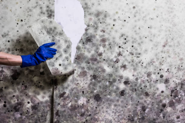 Best Residential Mold Removal  in Enterprise, UT